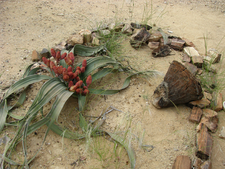 11   weiblich welwitschia.jpg